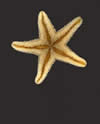 Sea Star